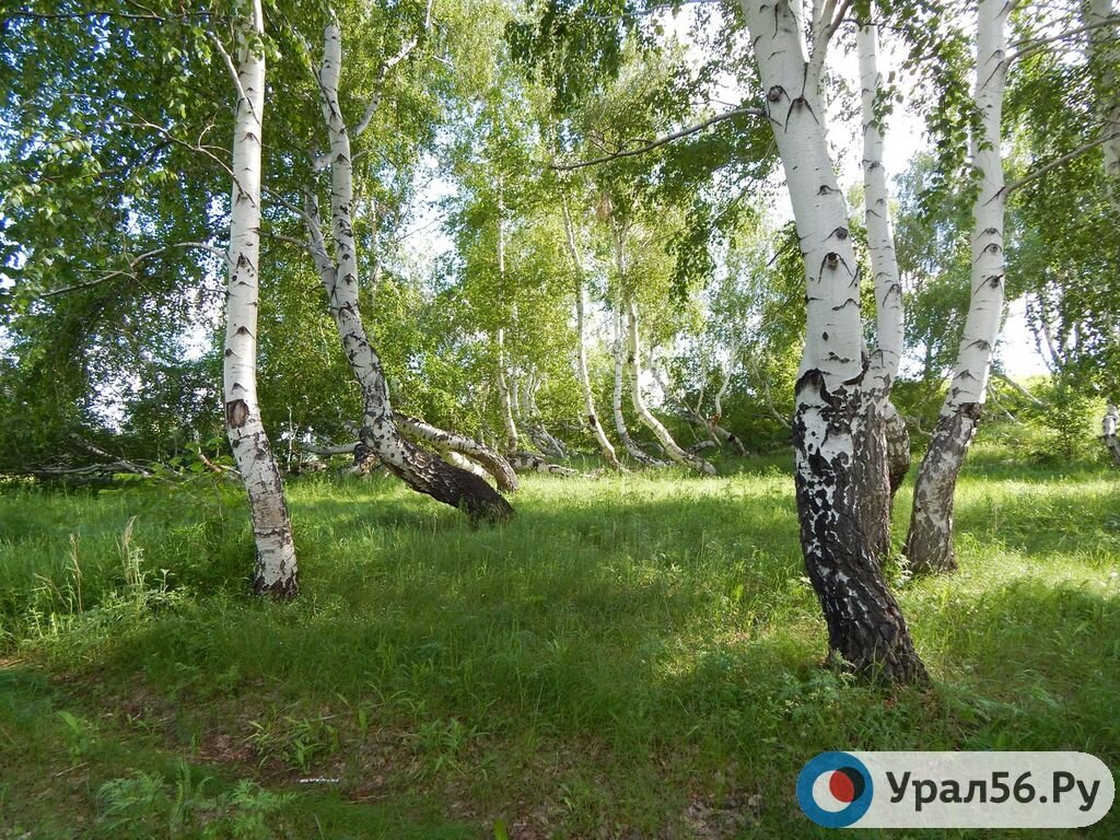    В 2026 году в России может появиться отечественная вакцина от аллергии на березу