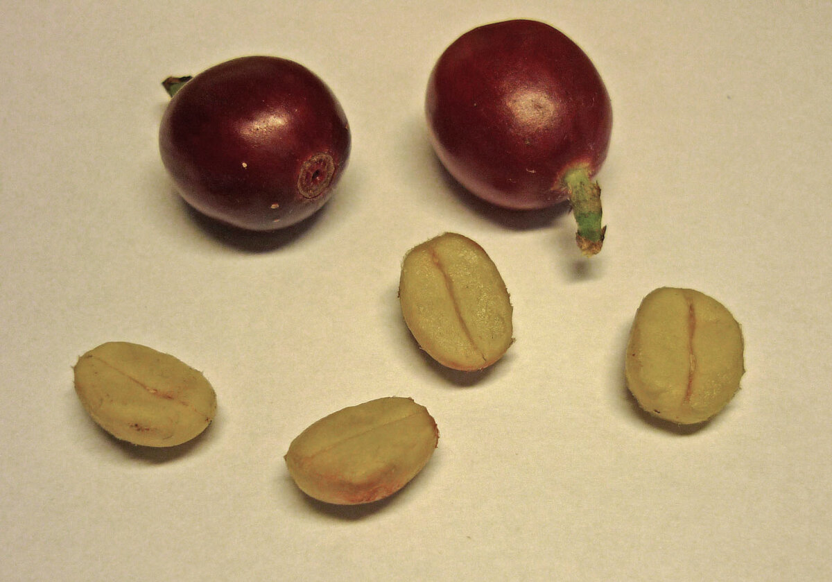 Плоды и семена кофейного дерева