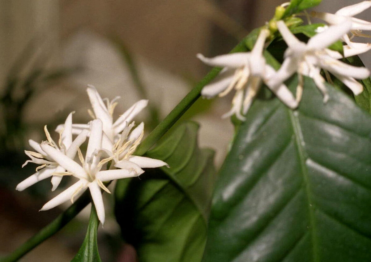 Цветение кофейного деревца 