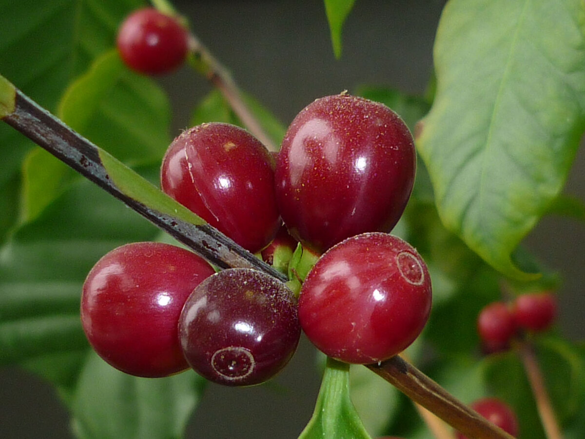 Плоды кофе созрели