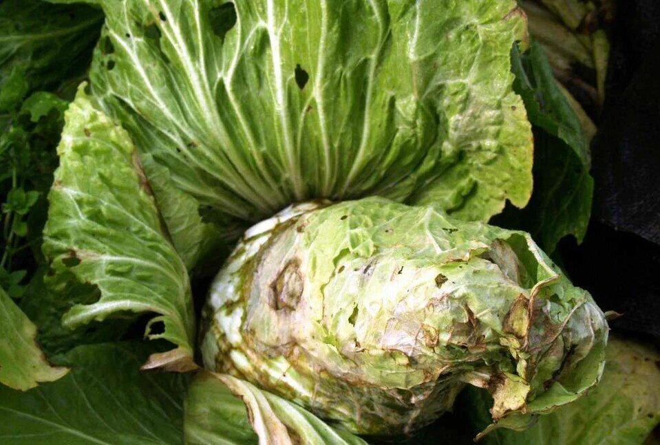 Кочан поражённый килой. Фото из открытого источника. 