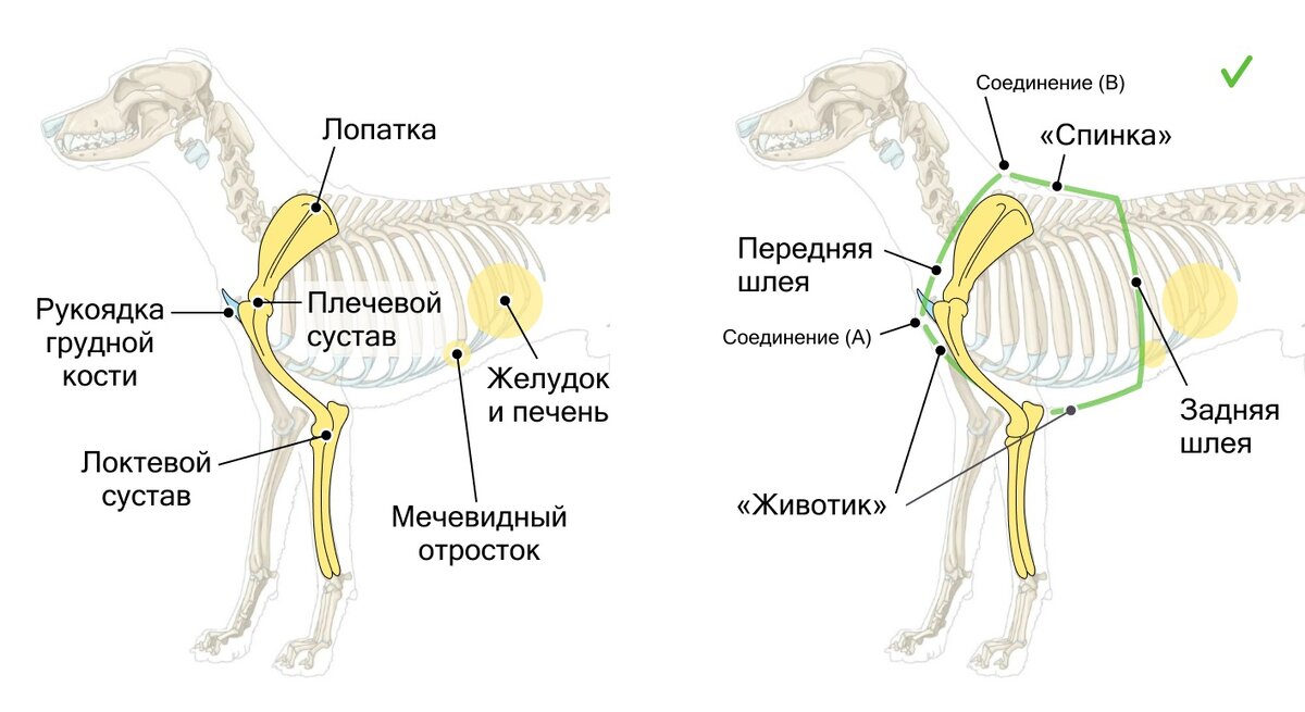  В этом разделе вас ждёт следующая информация: Поехали 🙌 Критерии выбора правильной шлейки Анатомически правильная и безопасная прогулочная шлейка соответствует следующим критериям: Давайте детально