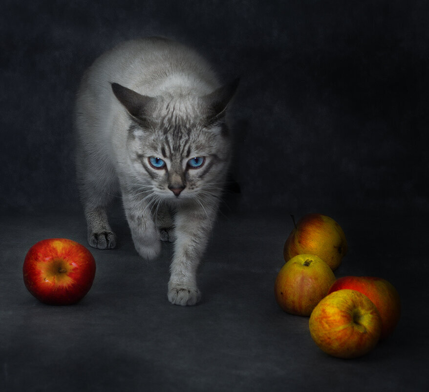 Кот в яблоках