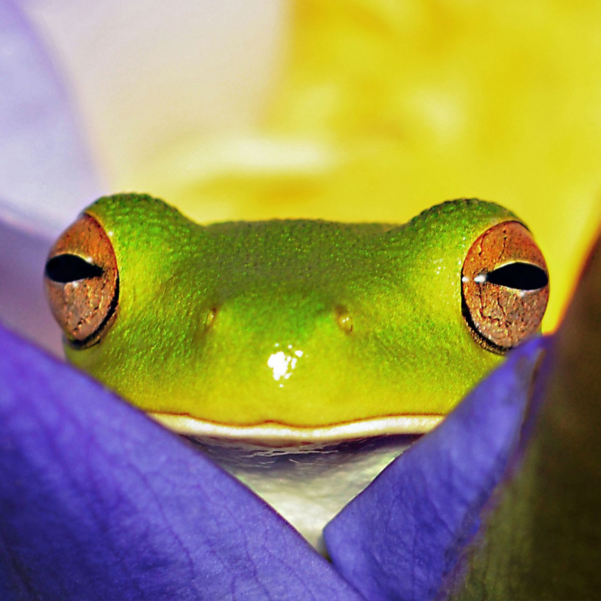 жаба в виде статуэтки будет привлекать деньги в ваш дом 