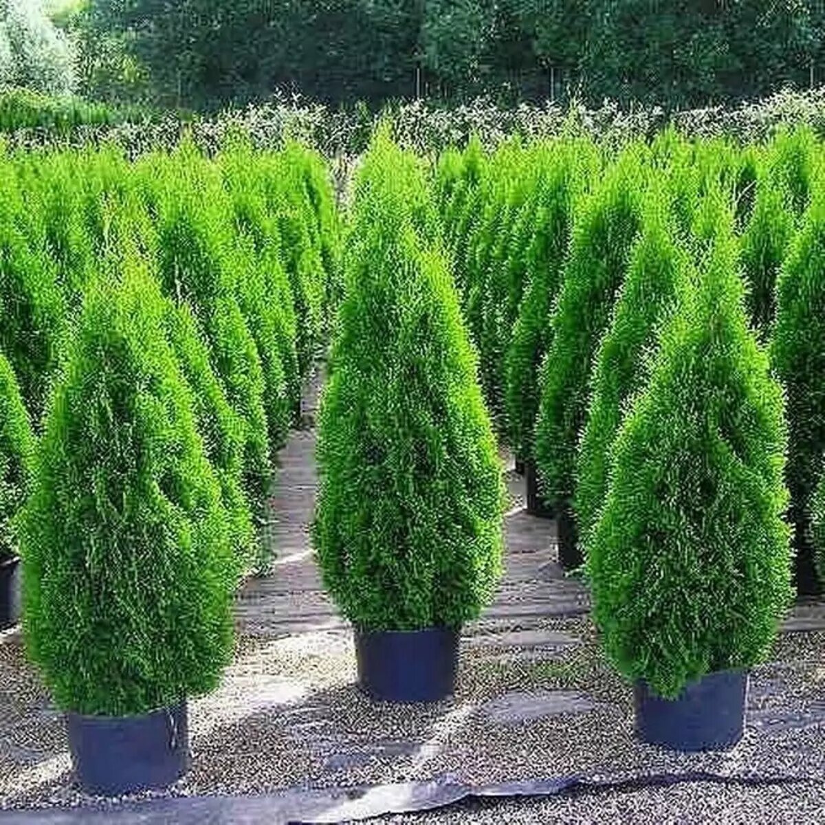 1 дм2 в см2. Дм см мм таблица. Перевод метров в сантиметры. Единица измерения миллиметр. Мм2 в см3.