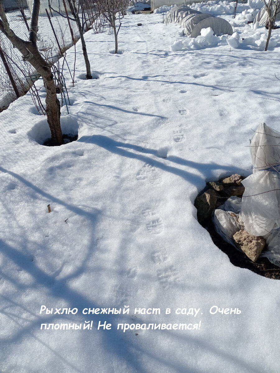 Снежный наст в саду весной очень плотный. Чтобы сохранить влагу  его приходится рыхлить.