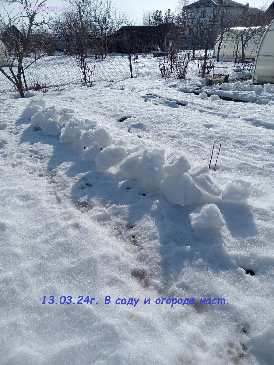 Снег от розариев и с дорожек набрасываю на гряды и миксбордеры.