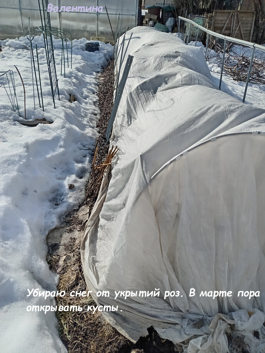 Отгребаю снег от розовых укрытий, чтобы оттаяли крепления.