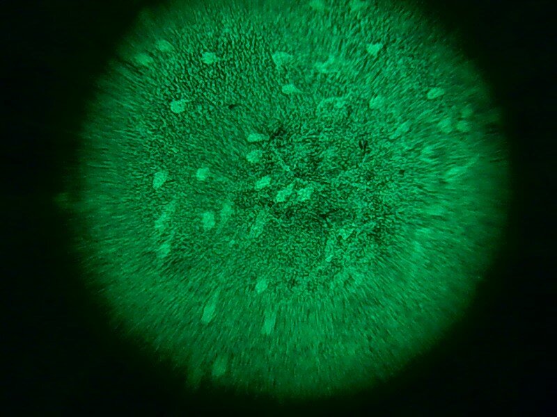 Тест-маркер BGS-15