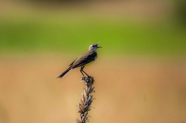    Желтая трясогузка в окрестностях Бийска. Фото: личный архив/ Андрей Беспалов