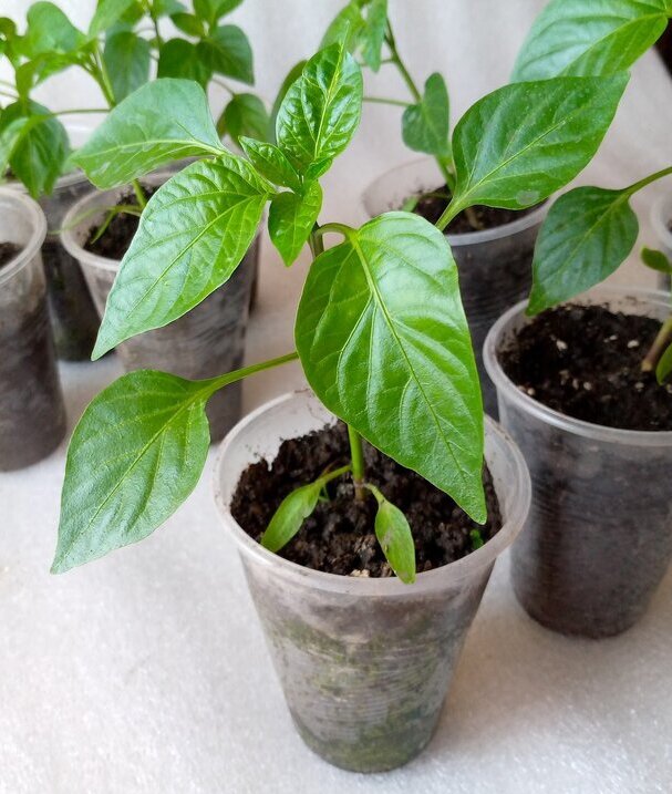 Подкормка рассады перца после пикировки. Подкармливание рассады томатов. Подкормка рассады перца после пикировки. Весенняя рассада. Рассада помидор и перцев.