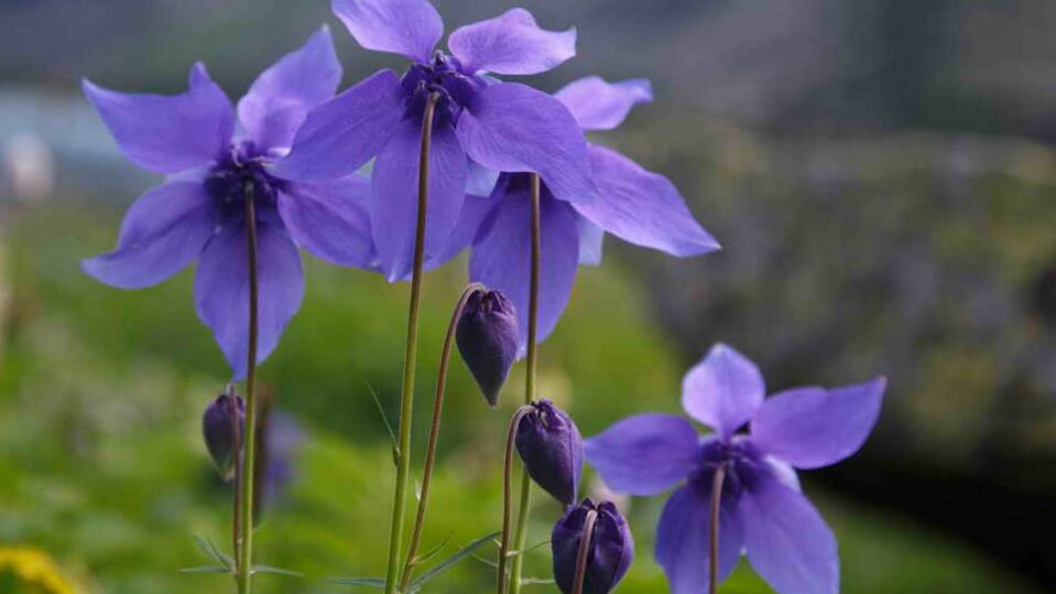 Аквилегия. Она всегда привлекает внимание своим изяществом и высокой декоративностью