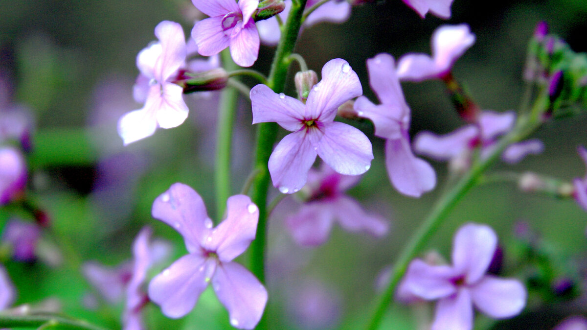 Маттиола двурогая она же ночная фиалка