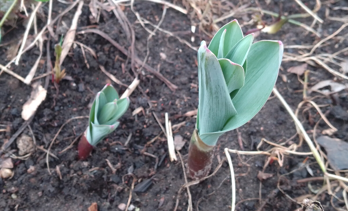 Большое и красивое непомнючто