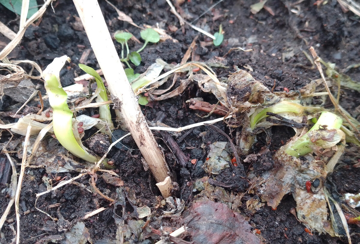 Любимый лук