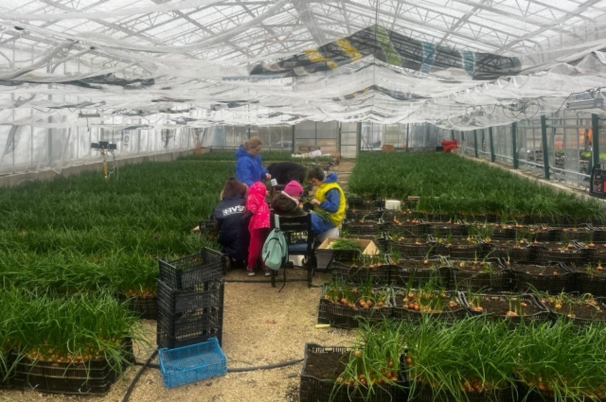    За год в теплице фермера вырастают тонны огурцов, помидоров и зелени.