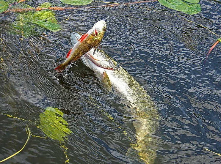 Щука пойманная на живца. Источник фото fish-steak.ru 