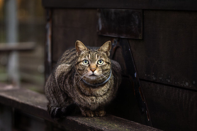 Жизнь кошек