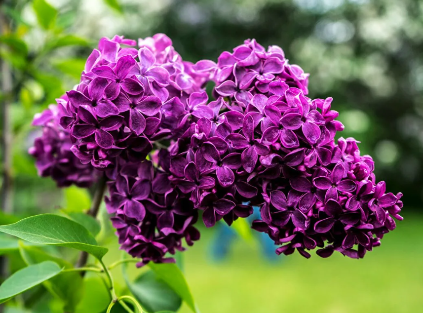 моя любимая