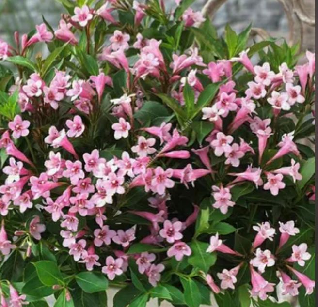 У меня прижилась только розовая, хотя я люблю красную