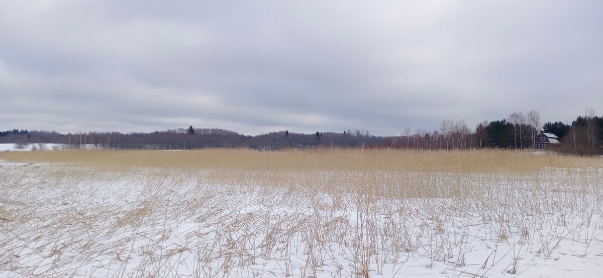 Тростник. Фото автора.