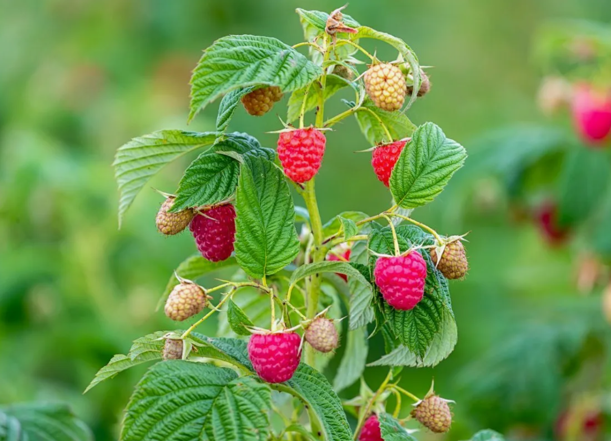 Забота о малине весной – залог богатого урожая! (источник фото: ogorod.ru)