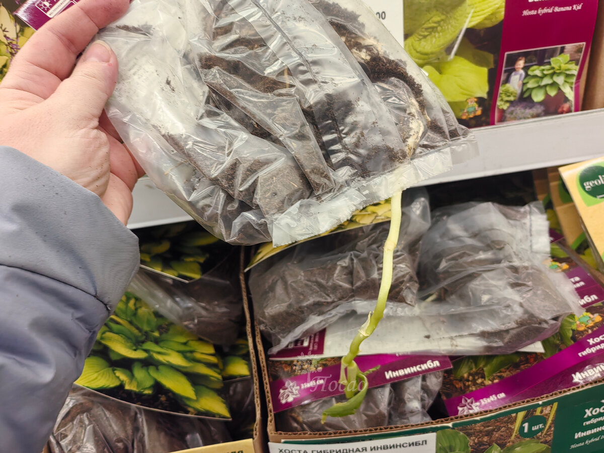 Корешок очень хотел убежать отсюда. Даже пакет прорвал! То, что творится на полках - это тихий ужас!