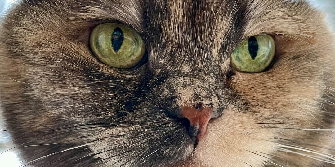 Невероятно, но домашняя кошка знает, как зовут сородича, с которым она живёт