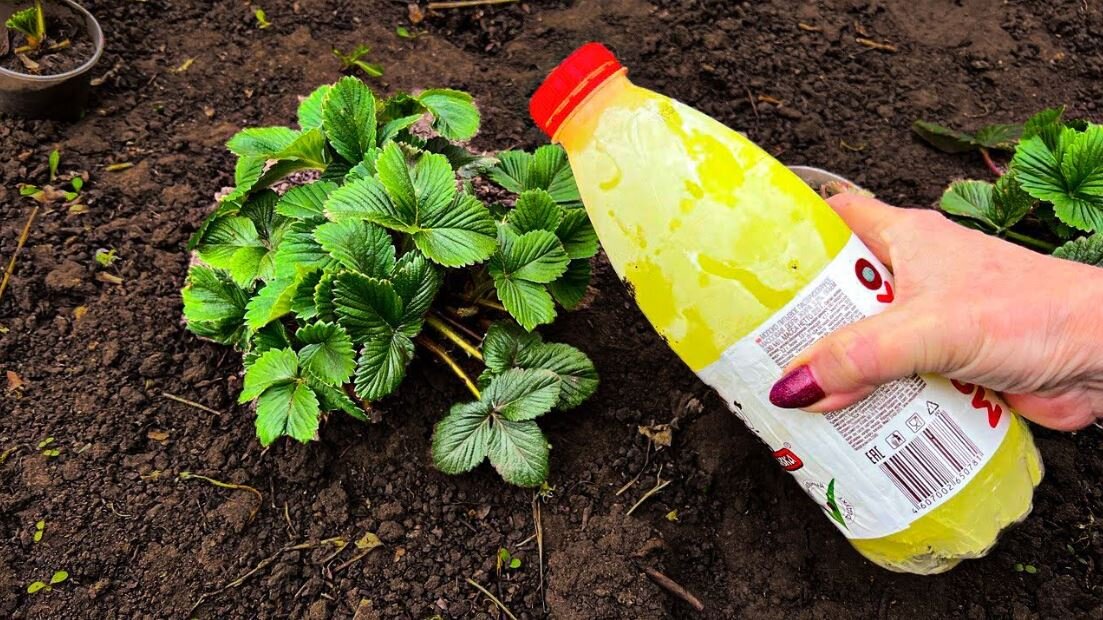Ciao, cari giardinieri e giardinieri, siete sul canale Little Dacha.