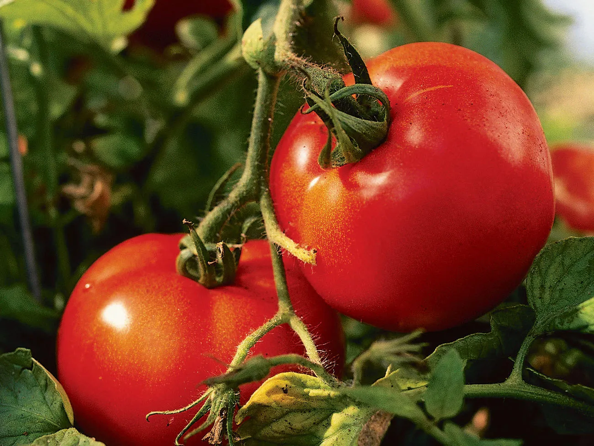 Какие помидоры нужно сажать