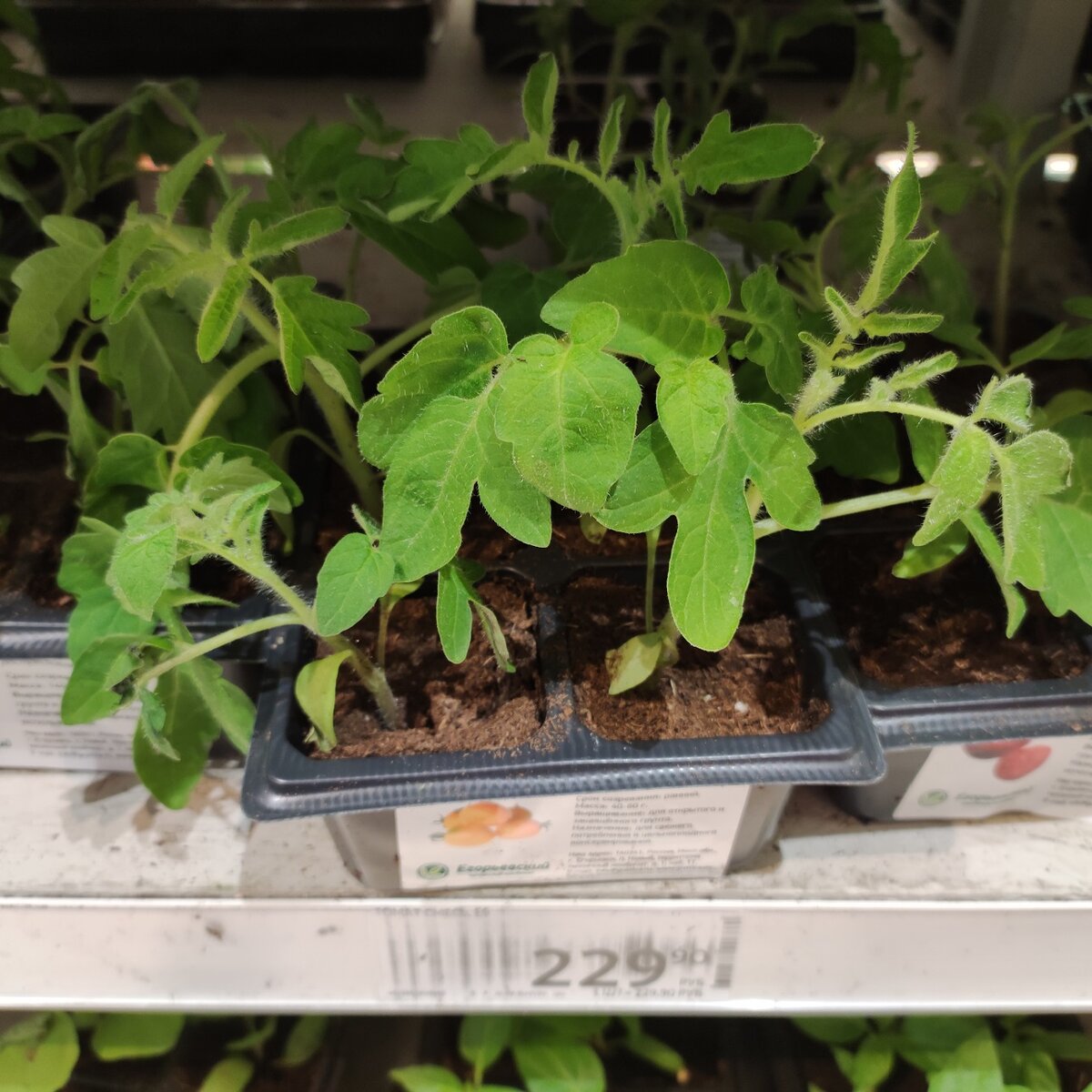 Рассада в Ашане.