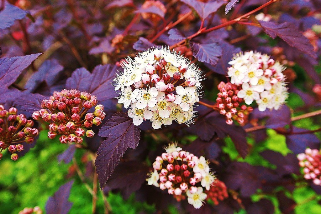 Пузыреплодник калинолистный Ред Барон