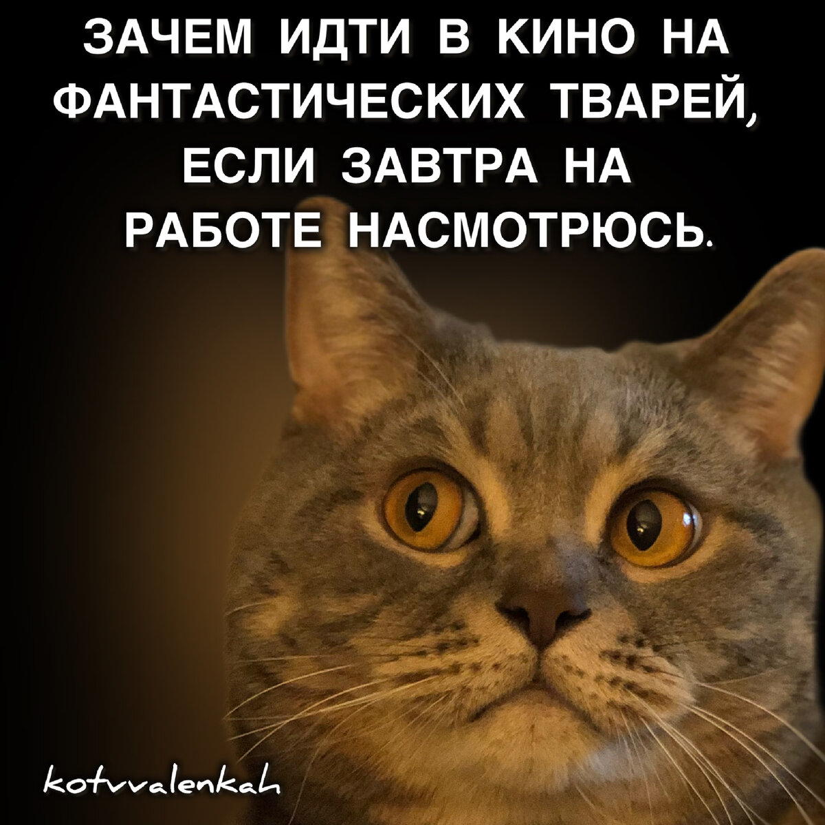 МЕМОрандум субботы. Мы с вами. | Кот в валенках Марсель | Дзен