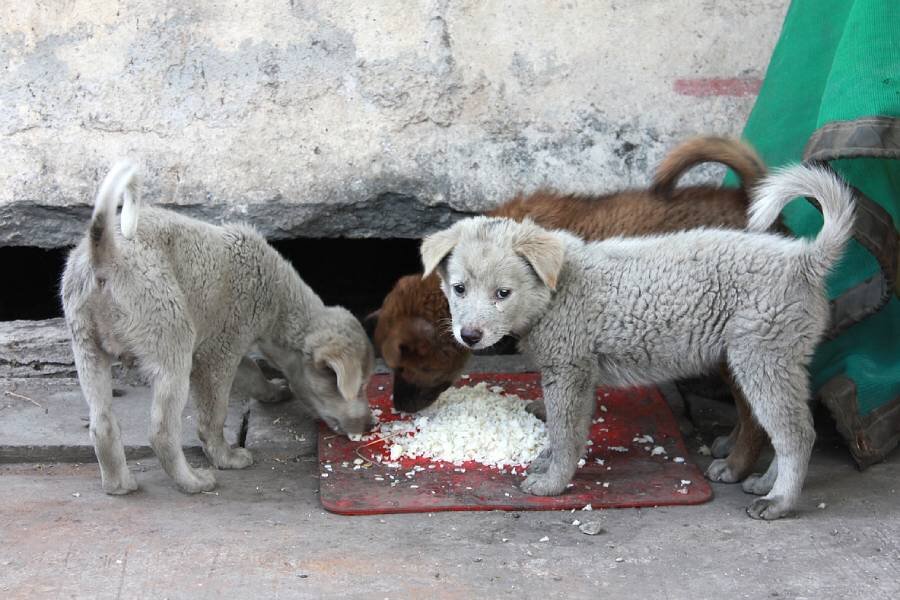 Фото: pixabay.com