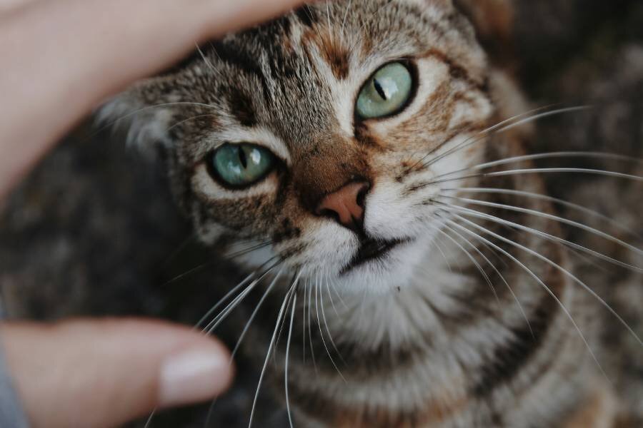 Фото: Rebe Pascual / Unsplash.com