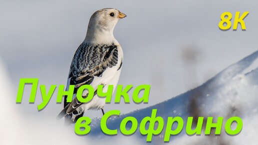 Пуночка в Софрино. 8К