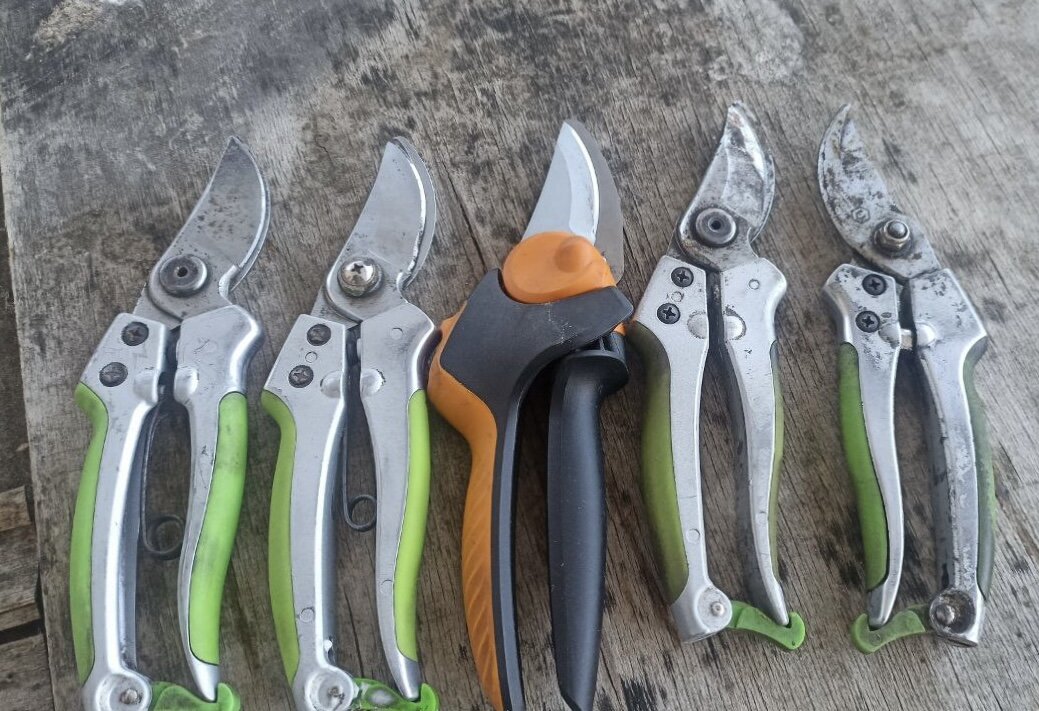 Секаторы в питомнике Кузнецовых