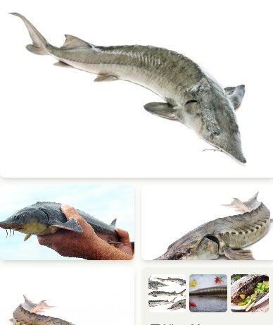 Осетрина в домашних условиях | рецепт | как приготовить