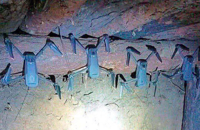 Это летучие... но не мыши (фото из открытых источников)