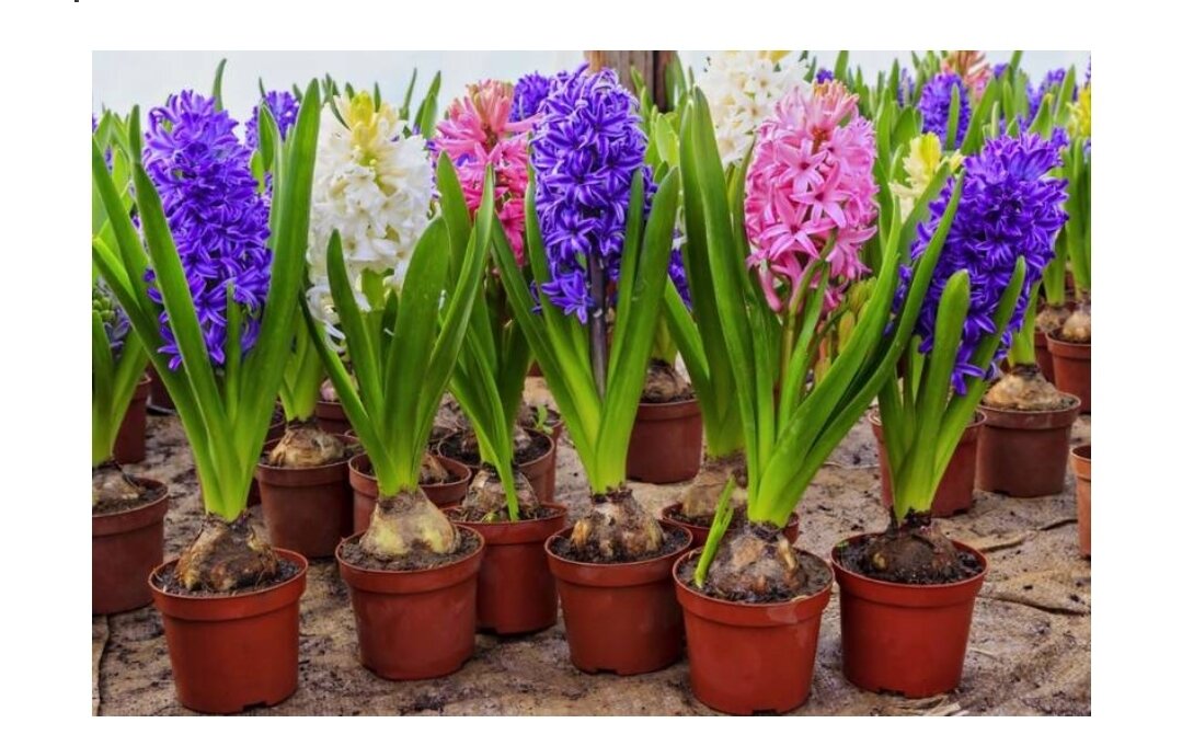 Хранение луковиц тюльпанов. Луковицы тюльпанов для выгонки. Как сохранить луковицы после выгонки. Луковицы после выгонки. Клубни тюльпанов.