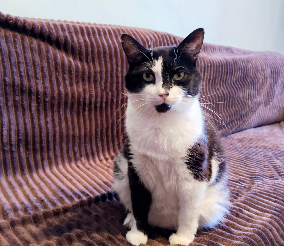 Хорошо быть котиком, умылся с помощью языка - уже красивый