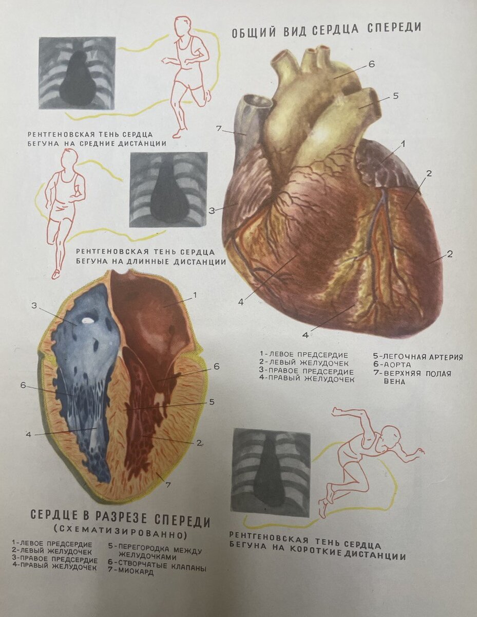Сердце бегунов на разные дистанции — разное
