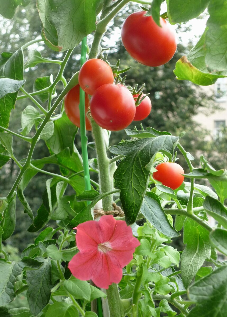 Цветущая петуния, привитая на томат