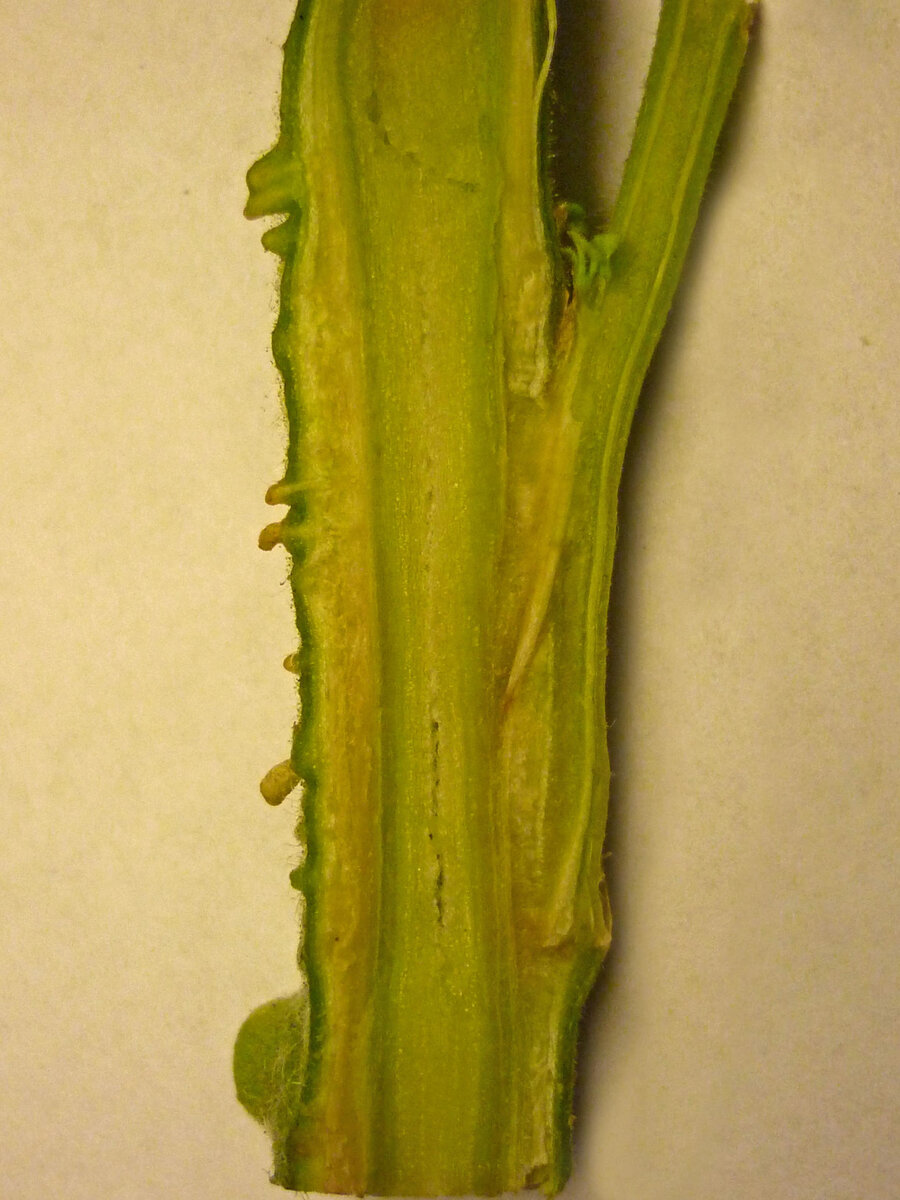 Продольный разрез прививки петунии на томат