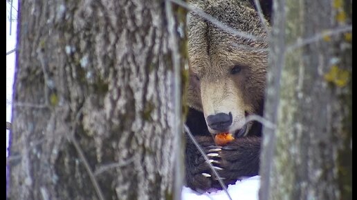 Что делают медведи весной 🐻 прячась за деревьями.😱