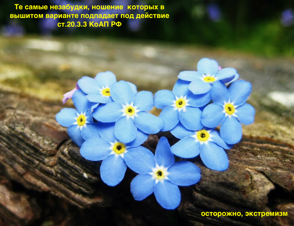 фото незабудки https://dzen.ru/a/ZfKh1aGadztaN4Zt