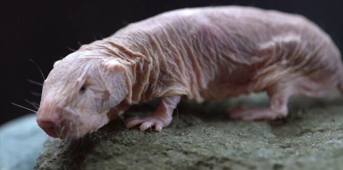 Дзен. Юрий Шульга.