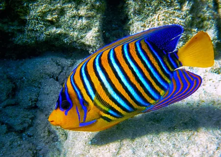 Императорский ангел.