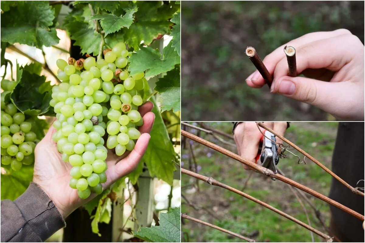 Дайте угадаю, вы слышали через виноградную лозу, что весна — подходящее время для обрезки виноградной лозы?