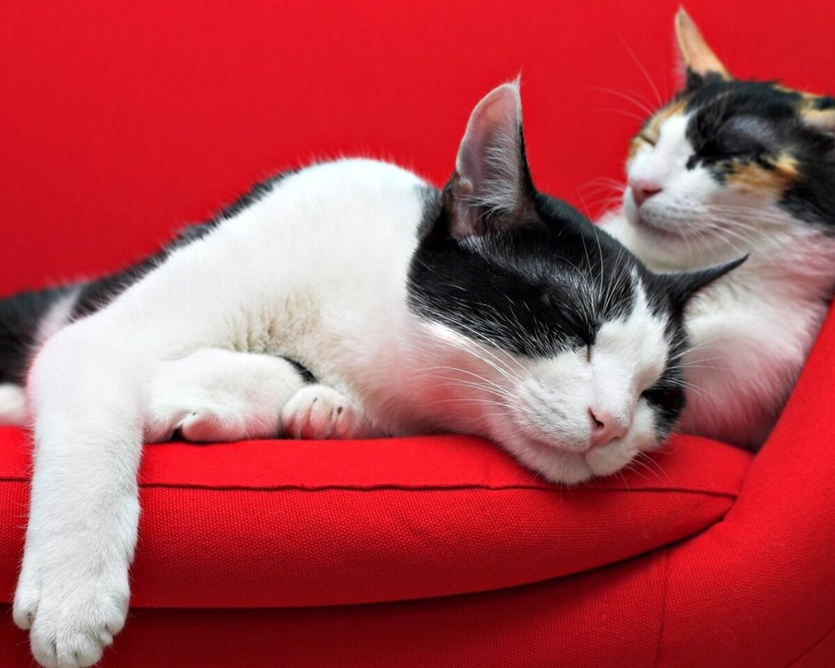 Фото из Интернета.